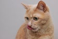 The red cat licks her lips. Cat`s tongue close-up Royalty Free Stock Photo