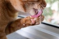 Red cat licks his paw close up Royalty Free Stock Photo