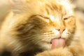 Red cat licks wool on a sunny day Royalty Free Stock Photo