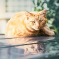 A red cat lies on the car roof and looks at the camera.