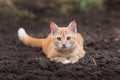 Red cat lies in the garden on the ground, the pet walking