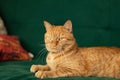 a red cat lies on a green sofa, a pet is resting Royalty Free Stock Photo