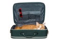 Red cat lies in a green suitcase Royalty Free Stock Photo