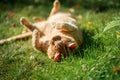 Red cat lying in a meadow, upside down cat sleeping in green grass in summer time