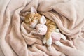 Red cat lies resting paw with a pink pad soft sleep Royalty Free Stock Photo
