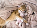 Red cat lies resting paw with a pink pig piggy soft sleep Royalty Free Stock Photo