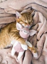 Red cat lies resting paw with a pink pig piggy soft sleep Royalty Free Stock Photo