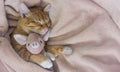 Red cat lies resting paw with a pink pig piggy soft sleep Royalty Free Stock Photo