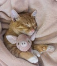 Red cat lies resting paw with a pink pig piggy soft sleep Royalty Free Stock Photo