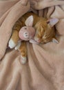Red cat lies resting with a pink soft toy pig Royalty Free Stock Photo