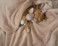 Red cat lies resting with a pink soft toy pig Royalty Free Stock Photo