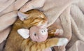 Red cat lies resting sleep with a pink soft toy pig Royalty Free Stock Photo