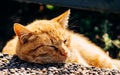 The red cat lies and sleeps, resting its head on the edge of the sidewalk and basking in the light of the setting sun Royalty Free Stock Photo