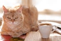 Red cat lies on the table next to the Cup of coffee Royalty Free Stock Photo