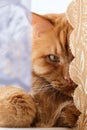 red cat lies on the window and peeps from behind the curtains Royalty Free Stock Photo