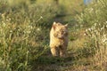 Red Cat Looking at Camera and Bravely Walking on a Countryside Road in Summer Day