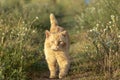 Red Cat Looking at Camera and Bravely Walking on a Countryside Road in Summer Day