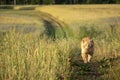 Red Cat Looking at Camera and Bravely Walking on a Countryside Road in Summer Day