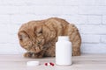 Red cat looking curious to medicine capsules beside a open pill bottle.