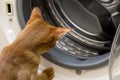 Red cat looking inside washing machine Royalty Free Stock Photo