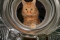 Cat is looking inside a washing machine Royalty Free Stock Photo