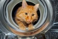 Cat is looking inside a washing machine Royalty Free Stock Photo
