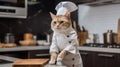 Red cat looking like a cook in the kitchen Royalty Free Stock Photo