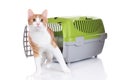 Red cat looking out of pet carrier Royalty Free Stock Photo