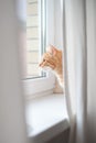 Red cat looking out the window Royalty Free Stock Photo