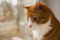 Red Cat looking rain in window Royalty Free Stock Photo