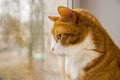 Red Cat looking rain in window Royalty Free Stock Photo