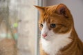 Red Cat looking rain in window Royalty Free Stock Photo