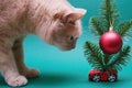 A red cat looking at a red toy car with an artificial green fir twig and a Christmas tree toy-a red ball. Christmas and New Year Royalty Free Stock Photo
