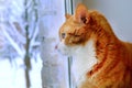 Red Cat looking Window Royalty Free Stock Photo