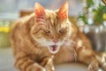 Red cat looks into the camera by opening the mouth, easy defocus close up