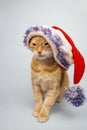 Red cat looks into the camera. Pictures of cats, cat eyes, cute cat, cat drawings, cat drawings. Cat Santa. Place for text