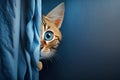 red cat looks out from behind the curtain. Blue background