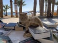 Red cat lying on the counter bookcrossing near the beach