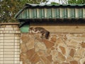 Red cat lying on the fence Royalty Free Stock Photo