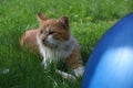 Red cat lying on the grass in the garden Royalty Free Stock Photo