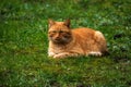 Red cat lying on a green meadow, copy space Royalty Free Stock Photo