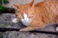 The red cat is lying with his eyes closed on the rocks. A tabby kitten sleeps. Royalty Free Stock Photo