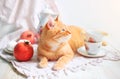 Red cat lying near white tableware in the mornig Royalty Free Stock Photo