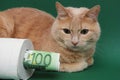 A red cat is lying next to a roll of white toilet paper on a green background. A 100 Euro bill is sticking out of a roll of toilet Royalty Free Stock Photo