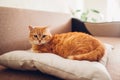 Red cat lying on the pillow on sofa at home.