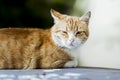 Red cat lying on the roof of a car Royalty Free Stock Photo