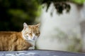 Red cat lying on the roof of a car Royalty Free Stock Photo
