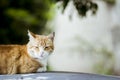 Red cat lying on the roof of a car Royalty Free Stock Photo