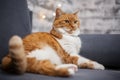 Red cat lying on sofa on the background of grey brick wall Royalty Free Stock Photo
