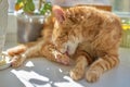 Red cat lying on a white window sill and licking its hind leg, close-up Royalty Free Stock Photo
